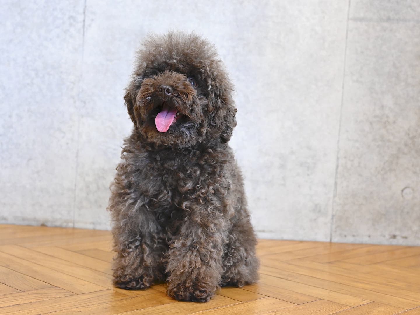 看板犬マルコ